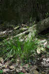 Low woodland sedge